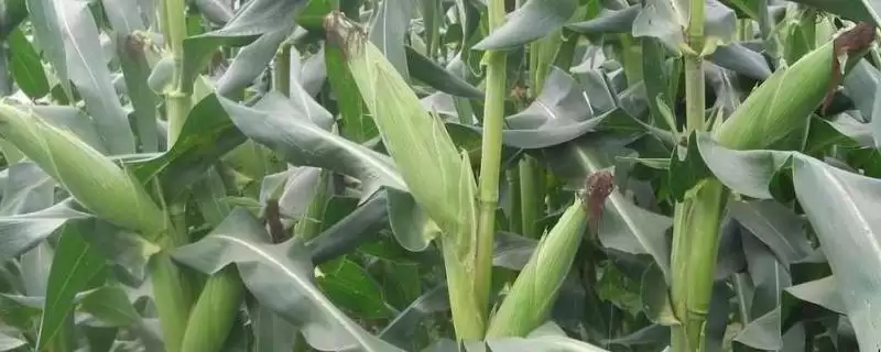 硕育551玉米种简介，中抗小斑病的抗病能力-会东网
