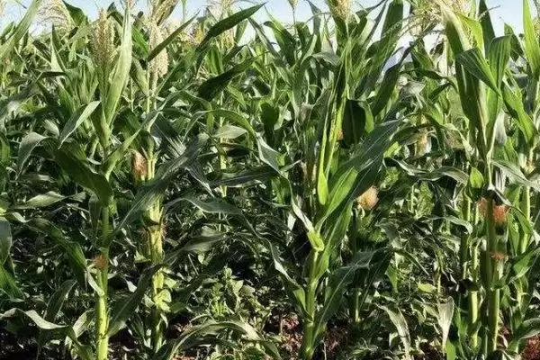 天汉10号玉米种子有啥特点？中抗穗腐病的能力插图1