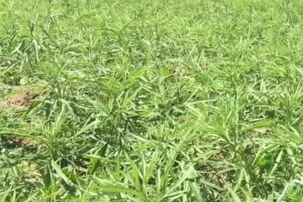 萎蒿是什么？原产于中国的多年生草本植物插图1