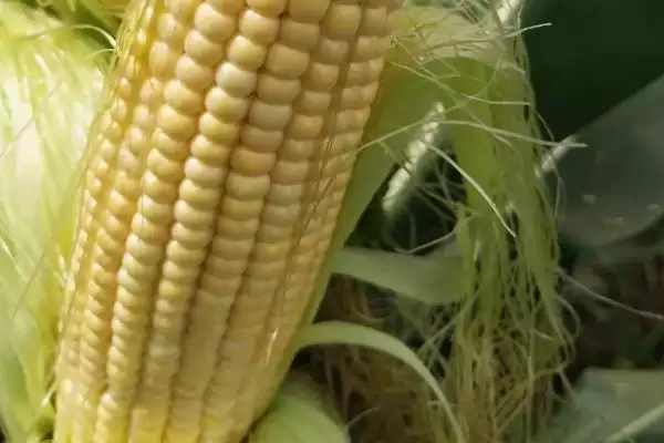 胜美538玉米种子介绍，中抗茎腐病的抗病能力插图1
