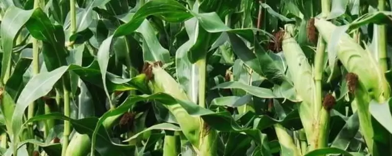 郑原玉432玉米种子啥情况(郑原玉432玉米种子中抗茎腐病)?-会东网