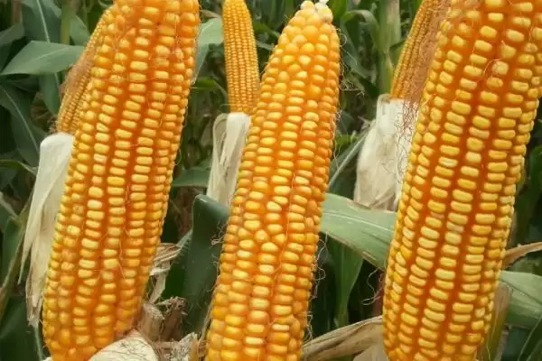 黔单24玉米品种简介，亩植密度3000株左右的密度选择插图1
