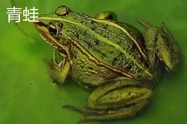 青蛙和田鸡的区别，二者均可养殖的特点介绍插图3