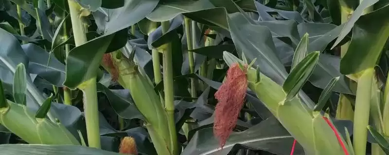 苏科糯11玉米种子特点分析，亩种植密度4000株左右的考量-会东网
