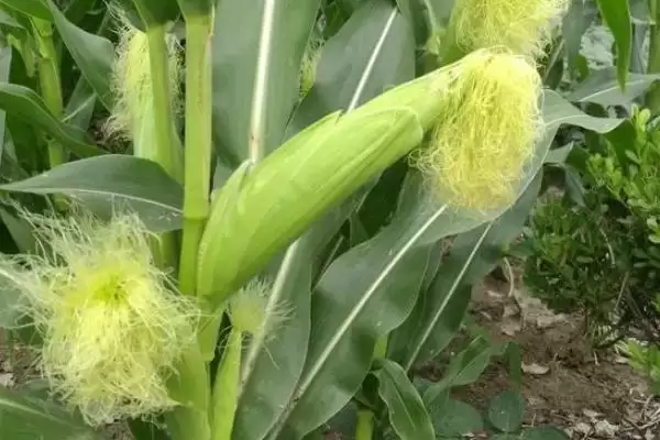 斯达204玉米种的特征特性，鲜籽千粒重达到352克的优势插图2