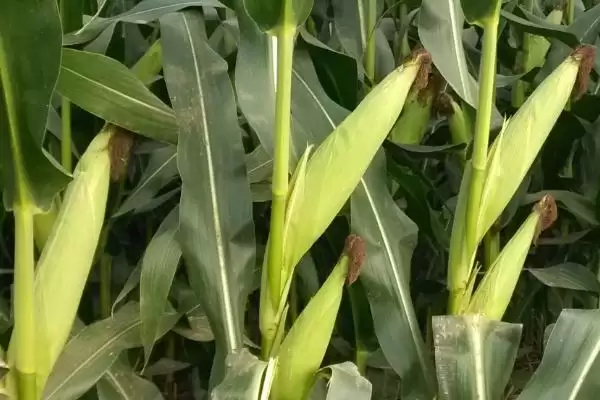 荣鑫338玉米种子特点，春播生育期130天左右生长周期插图1