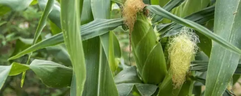 蓉美2号玉米种子介绍，防治丝黑穗病要点-会东网