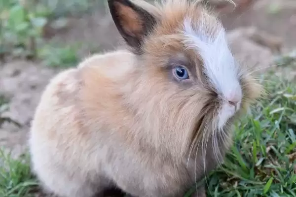 兔子吃猫粮有影响吗？不良影响很大不能吃插图3