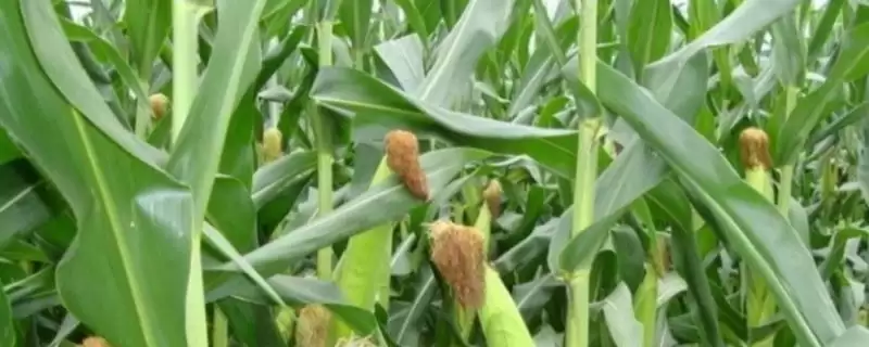 荃研598玉米种子特点，中抗茎腐病能力体现-会东网