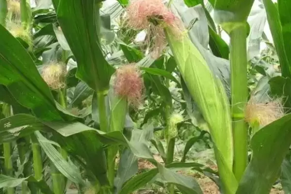 十月份成熟的农作物，硕果累累季节的农作物介绍插图1