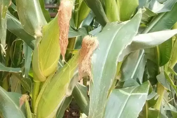 苏科花糯2008玉米种子介绍,中抗大斑病和纹枯病的双重保障插图1 苏科花糯2008玉米种子介绍,中抗大斑病和纹枯病的双重保障插图1