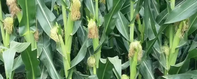 珍糯玉1号玉米种子啥情况(珍糯玉1号玉米种子种植介绍)？-会东网