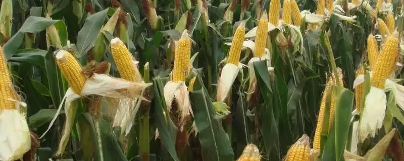 山农饲玉8号玉米品种特性，夏播青贮生育期102天的生长周期-会东网