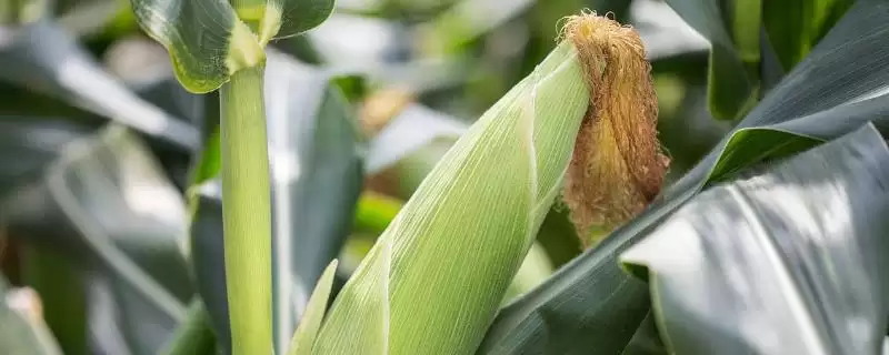 瑞秋362玉米种简介，4月下旬至5月上旬播种要点-会东网
