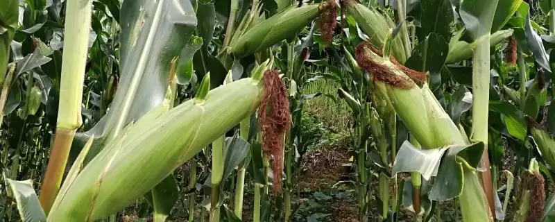荃科932玉米品种简介，中抗灰斑病能力体现-会东网