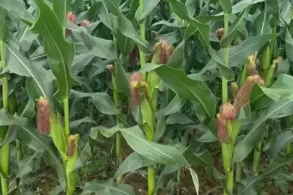 秾玉619玉米种子介绍,适宜密度4500株/亩插图1 秾玉619玉米种子介绍,适宜密度4500株/亩插图1