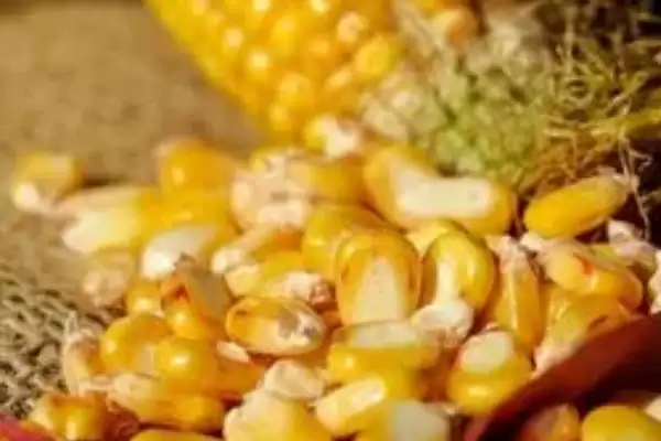 夏钓用蚯蚓还是红虫及二者使用要点？插图7
