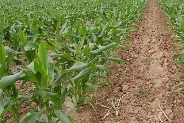 山农212玉米种子特征特性，春播生育期118天的生长周期插图2