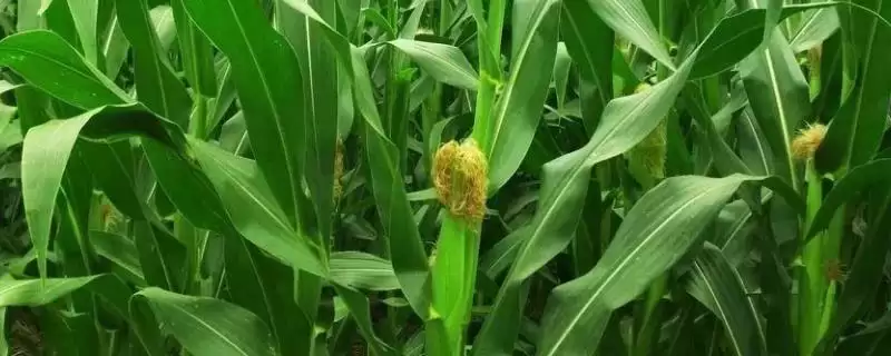 饲玉2号玉米种子特征特性,3月25日左右春播的时间要点-会东网