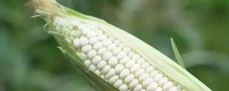 什么品种的甜糯玉米种子好，因地制宜选择的要点分析-会东网