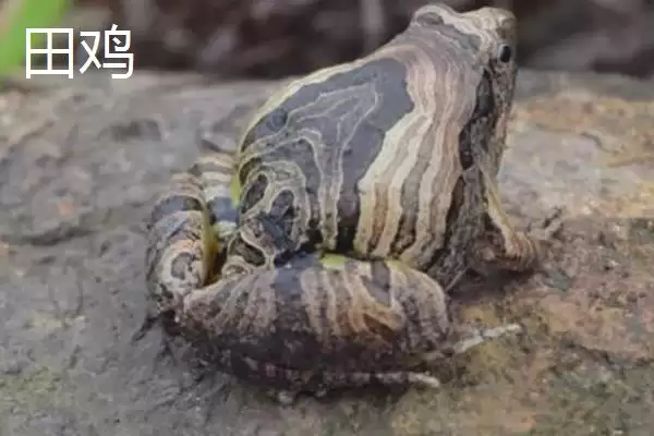 青蛙和田鸡的区别，二者均可养殖的特点介绍插图6