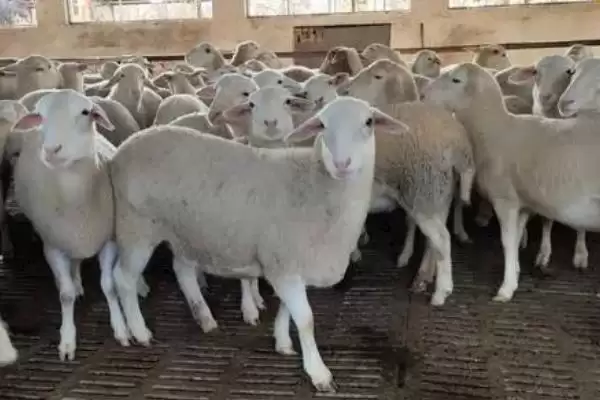 让羔羊安全越冬的方法,羊舍铺盖草帘等要点插图2 让羔羊安全越冬的方法,羊舍铺盖草帘等要点插图2