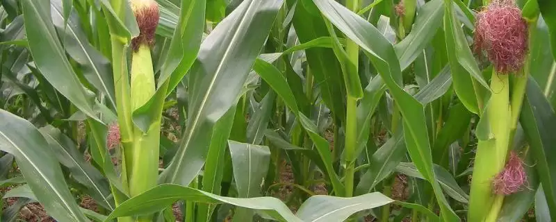 申科爆2号玉米种子简介，中等肥力以上地块栽培的要点-会东网