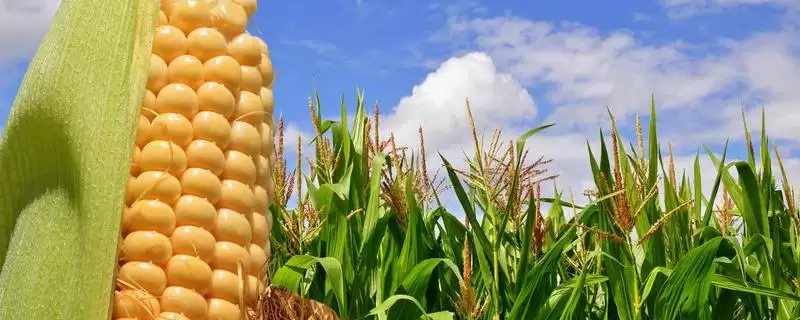 强盛216玉米种简介,中等肥力以上地块栽培的要点-会东网