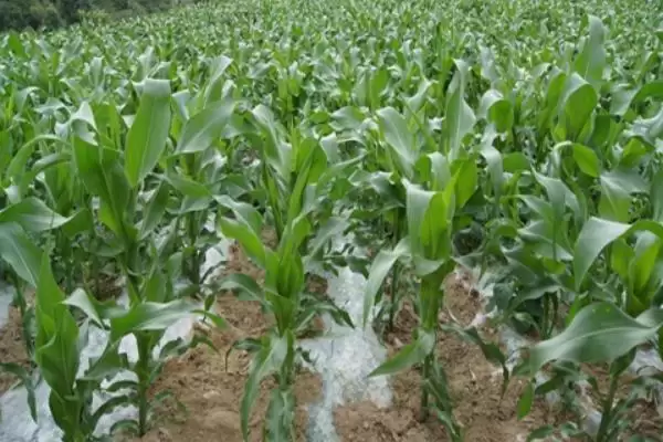 中单168玉米种子有啥特点(中单168玉米种子适宜播种期4月上旬至5月上旬)？插图3