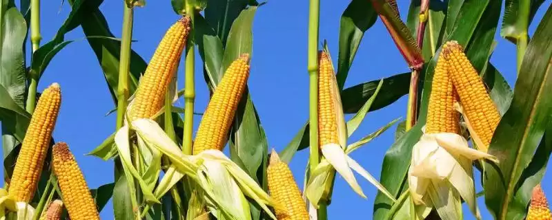 赛博173玉米品种简介，防治矮花叶病的关键措施-会东网