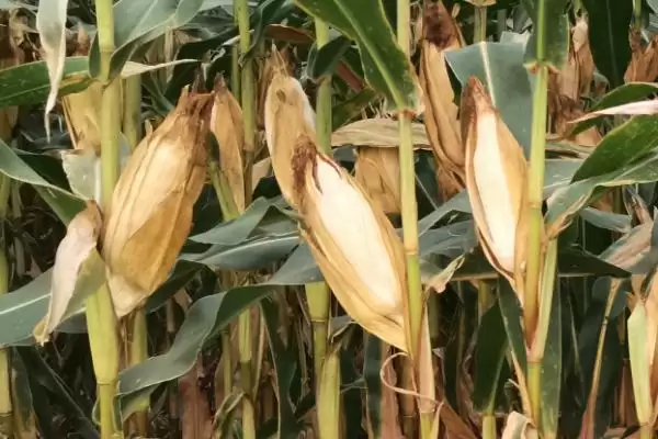 石丰糯2号(试验名称:石白糯2号)玉米品种简介,高抗弯孢霉叶斑病的抗病能力插图3 石丰糯2号(试验名称:石白糯2号)玉米品种简介,高抗弯孢霉叶斑病的抗病能力插图3