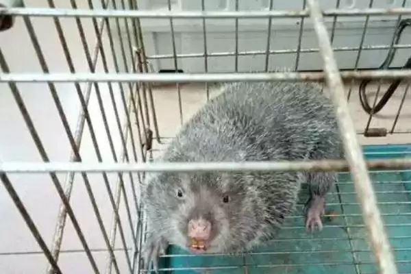 竹鼠怎么养殖(竹鼠养殖幼鼠每天要投喂2次)？插图3