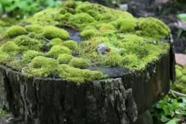 植物分为哪两个大类(植物分为种子植物和孢子植物)？插图2