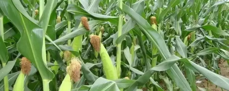 强盛538玉米种子简介，4月下旬至5月上旬播种的时间要点-会东网