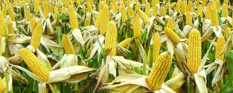 陕单662玉米种子特征特性，6月上到6月中旬适宜播种期的确定-会东网