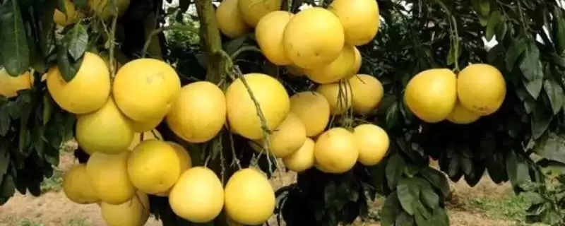 十月份成熟的农作物，硕果累累季节的农作物介绍-会东网