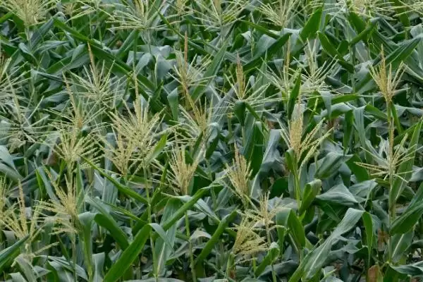 屯玉772玉米种子介绍，中等肥力以上地块栽培插图2