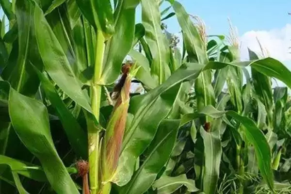 圣甜白珠玉米种子简介，每亩3500株左右种植密度及早熟优势插图2
