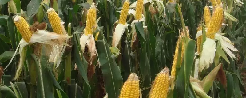 太玉811玉米种介绍，适宜播期4月下旬-会东网