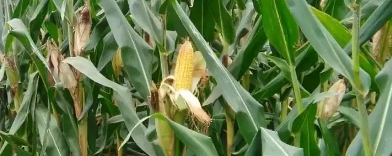 瑞玉808玉米种子特征特性,春播平均生育期118.7天生长周期-会东网