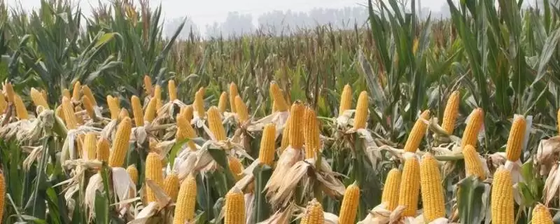 先玉1923玉米品种简介及中抗茎腐病情况？-会东网