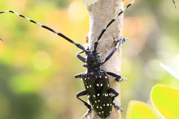 天牛的外形有啥特点?呈长圆筒形且触角非常长插图1 天牛的外形有啥特点?呈长圆筒形且触角非常长插图1