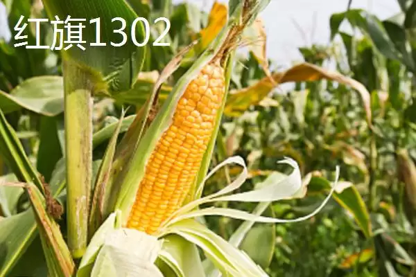 适合江苏种植的玉米品种，常见4种品种的详细介绍插图3