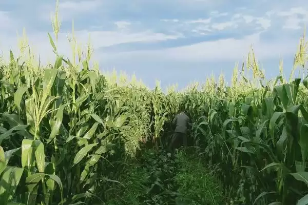 文机收1号玉米种子啥特性?两年区试平均123天插图2 文机收1号玉米种子啥特性?两年区试平均123天插图2