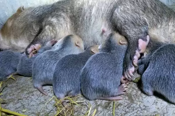 竹鼠怎么养殖(竹鼠养殖每天要按时投喂容易消化的饲料)？插图2