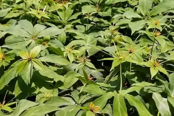 七叶一枝花的种植方法,5月中、下旬间苗的要点插图3 七叶一枝花的种植方法,5月中、下旬间苗的要点插图3