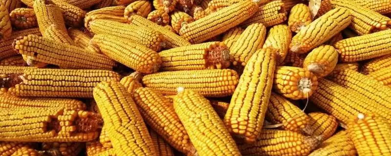 万禾368玉米品种有啥特性？抗病虫中抗大斑病-会东网