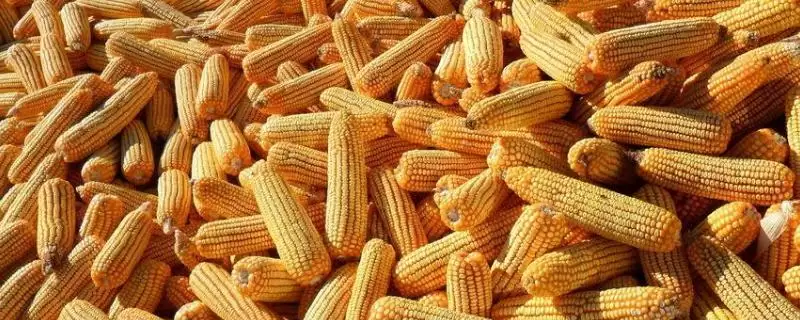 沈海889玉米品种特性，中抗大斑病的抗病能力展现-会东网