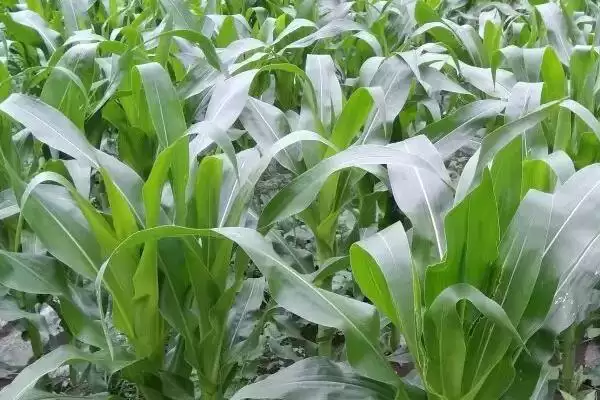 陕K8143玉米种简介，注意防治病虫害的要点插图3