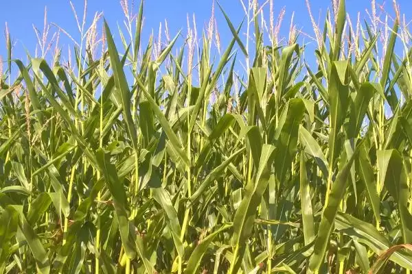世珍玉米种子特征特性，每亩3500株左右种植密度的选择插图2